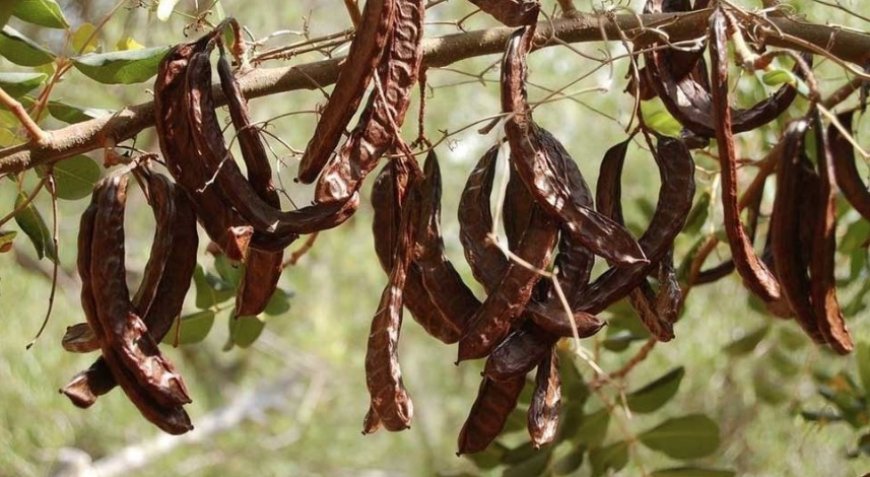 Güzelyurt’ta zeytin ve harup hasadına başlama tarihleri açıklandı