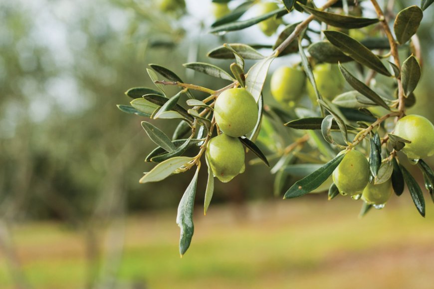 Lefkoşa’da zeytin hasadı 29 Ağustos'ta başlayacak