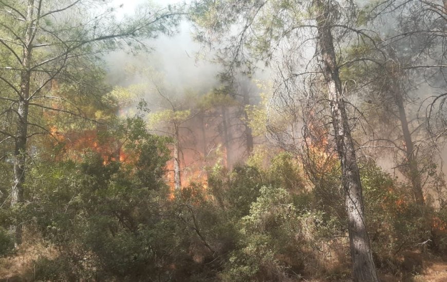 Mersin'de orman yangını çıktı