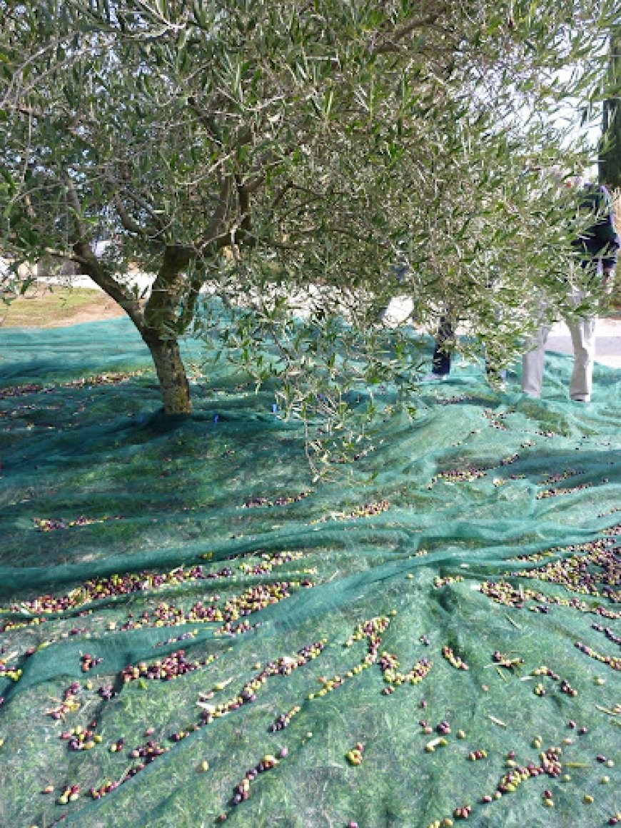 Girne'de zeytin toplama tarihleri açıklandı