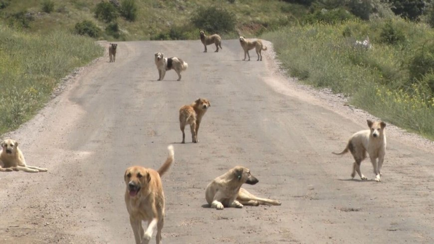 Başıboş köpekler için acil önlem çağrısı