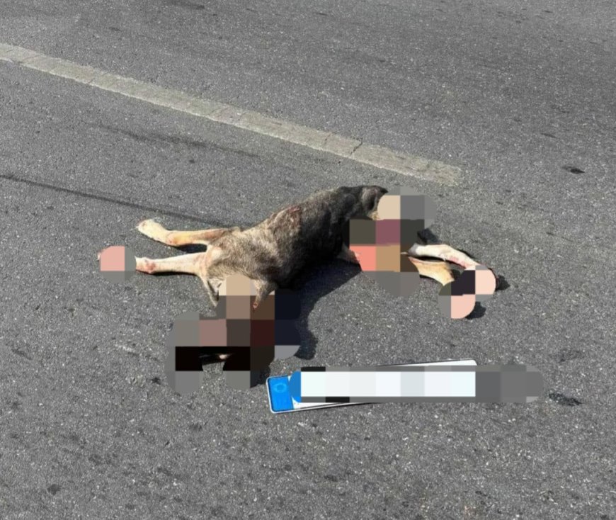 Köpeğe çarpan sürücü hakkında yasal işlem başlatıldı