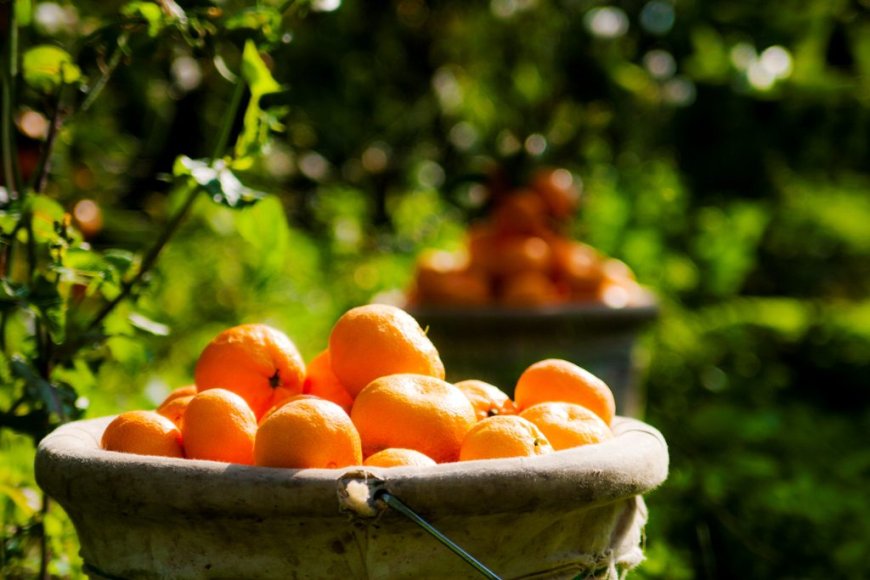 K.T. Narenciye Üreticiler Birliği Çarşamba günü kitle toplantısı yapacak
