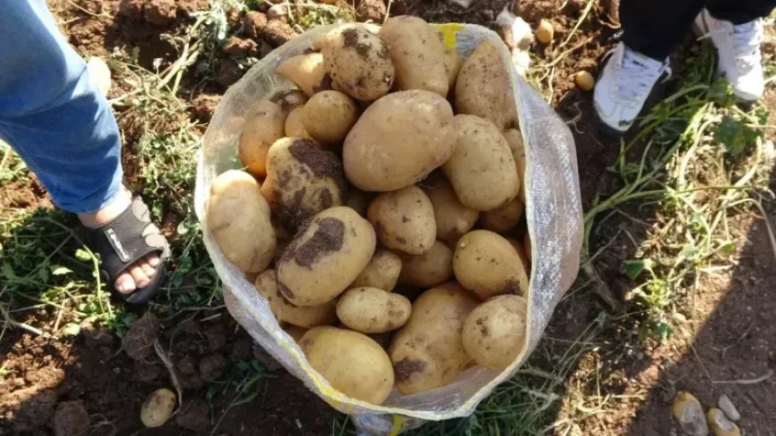 Patates fiyatları zirveye çıkınca Bizim Meyhane menüden çıkardı!
