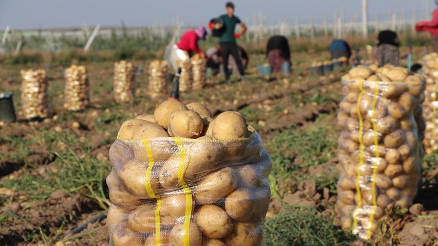 Uluçam: “Dünya Toprak Günü’nde ülkemize patates ithal edildi"