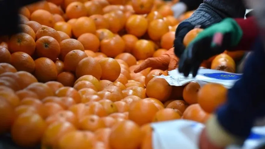 “Narenciye Tür Değişikliği” ödemesi yapıldı