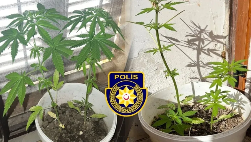 Gazimağusa’da uyuşturucu operasyonu: 125 gram hintkeneviri bulunduran kişi tutuklandı