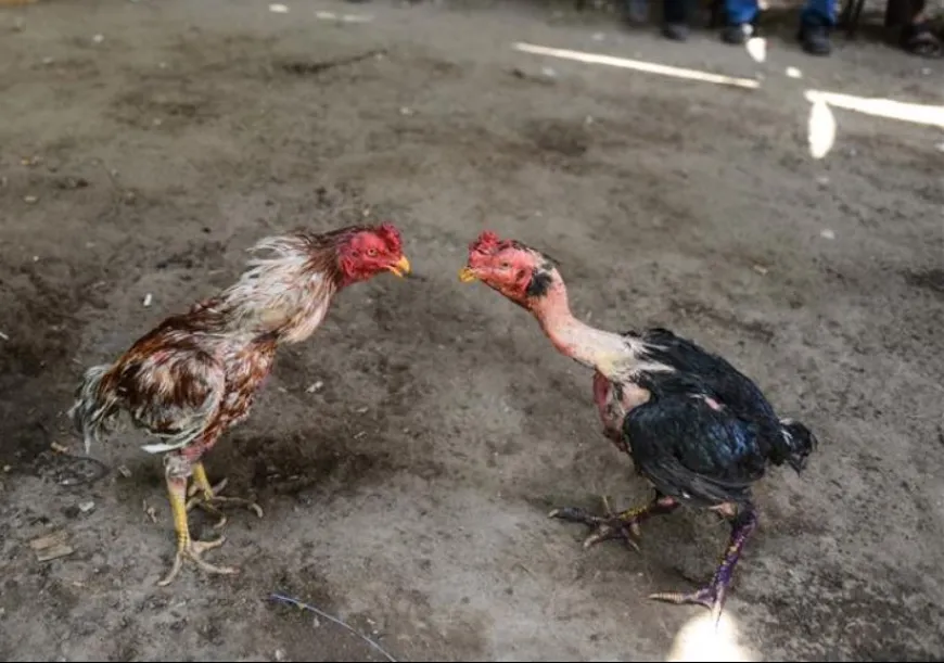 “Horozların parçalanması üzerinden kumara asla göz yummayacağız”