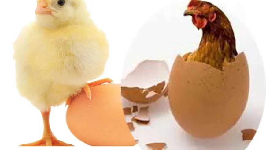 Tavuktan da Yumurtadan da zam çıktı!
