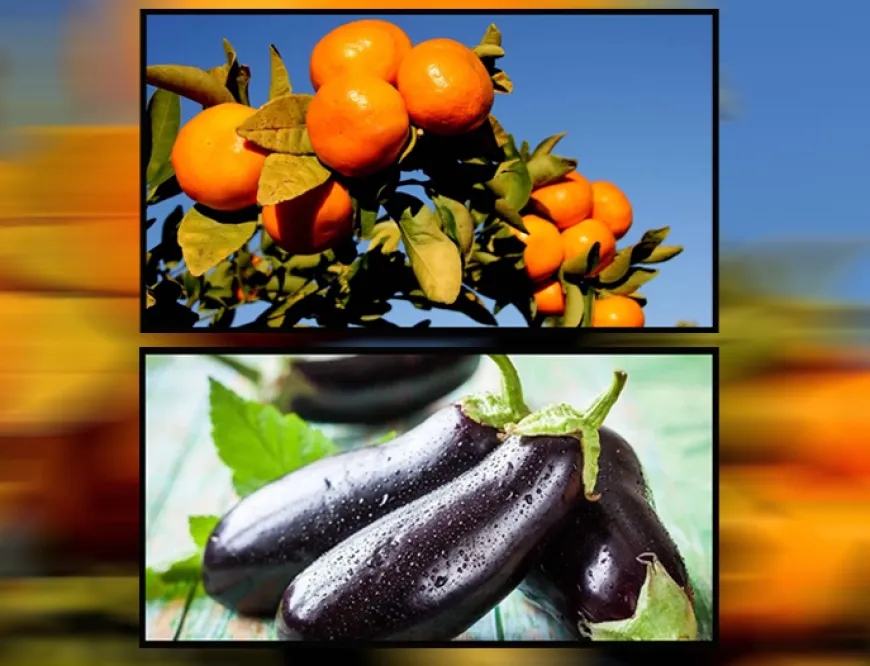 Mandalina ve patlıcanda limit üstü kalıntı!