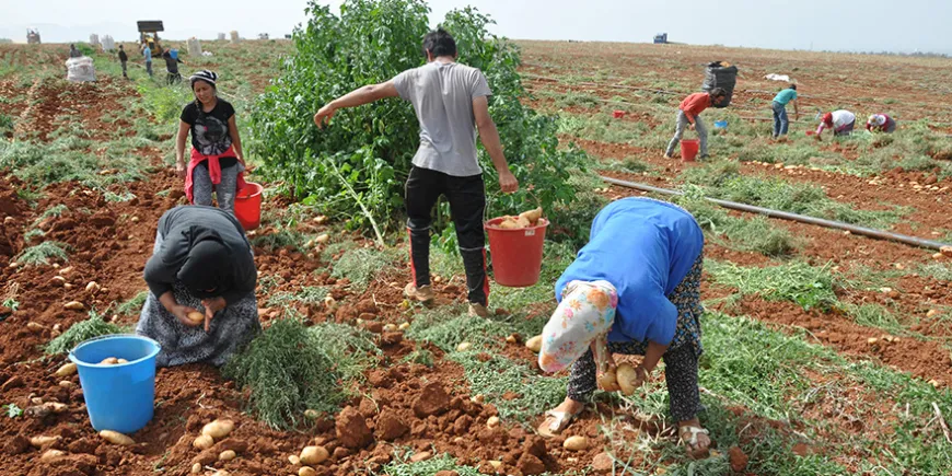 Patates ekimi yapılan alanlar 17 Şubat’a kadar Genel Tarım Sigortasına bildirilmeli