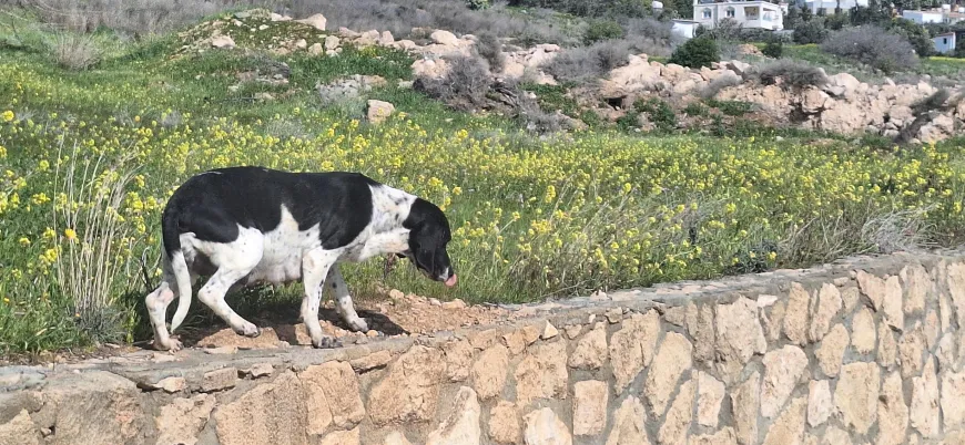 Güzelyurt Hayvanları Koruma Derneği kısırlaştırma projelerinin devamını talep etti