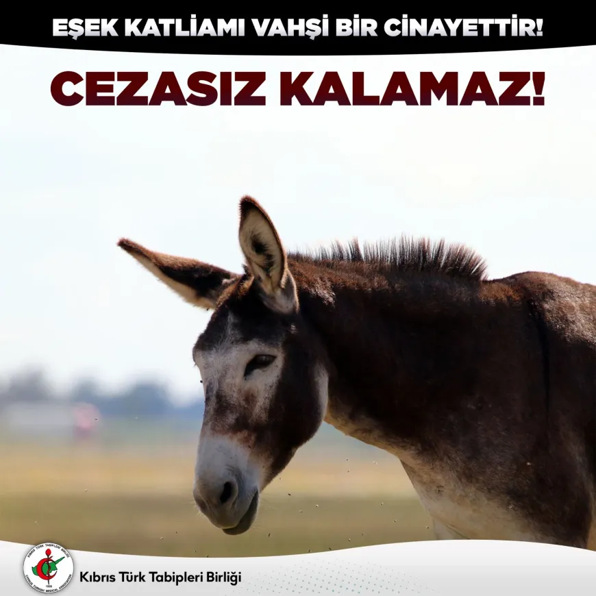 Tabip ve çevre örgütleri: “Eşek katliamı vahşi bir cinayettir, cezasız kalamaz”