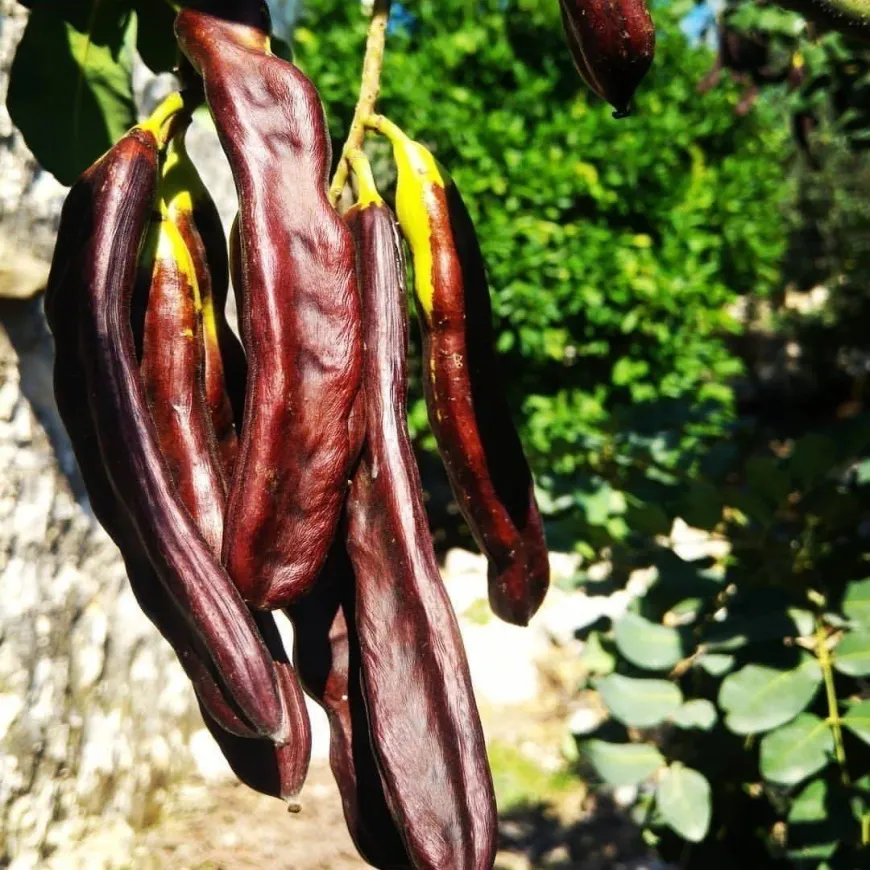 EZKOOP ve Zeytin Koop’tan Harup İçin Ortak Çağrı