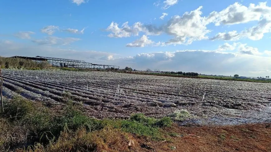 Güney Kıbrıs’ta birçok ürün soğuktan zarar gördü