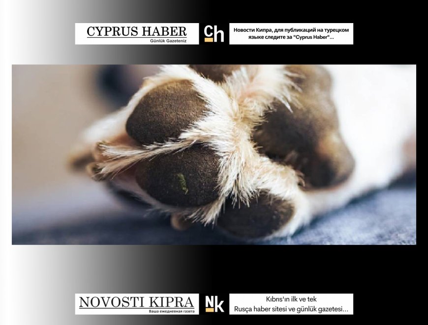 3. Kattan Köpek Atan Cani Yakalandı! Adalet Yerini Buldu!
