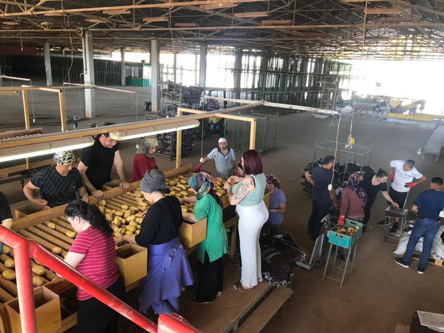 TÜK arpa tedarikinde sorun yaşanmayacağını açıkladı